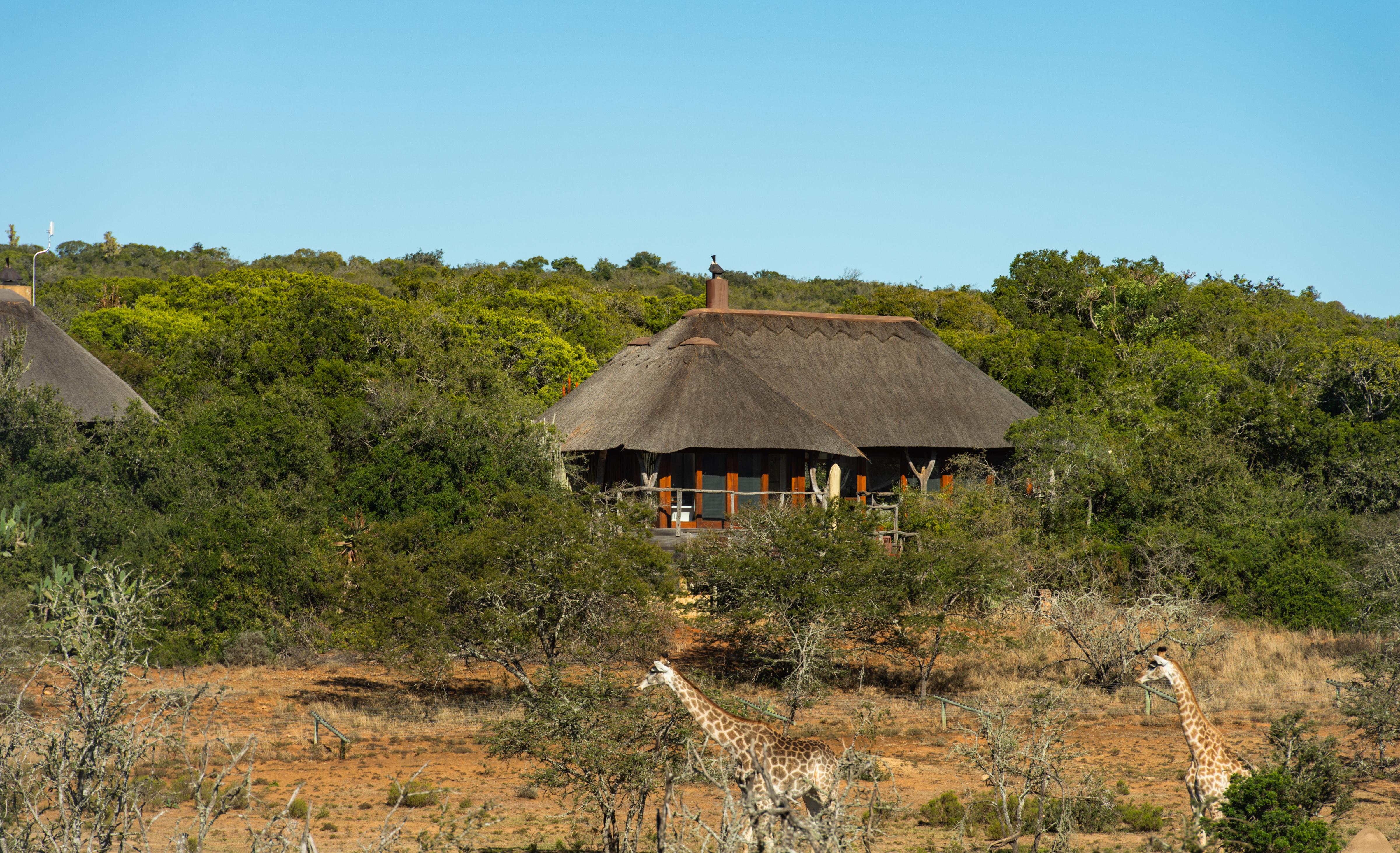 Pumba Private Game Reserve Port Elizabeth Ngoại thất bức ảnh